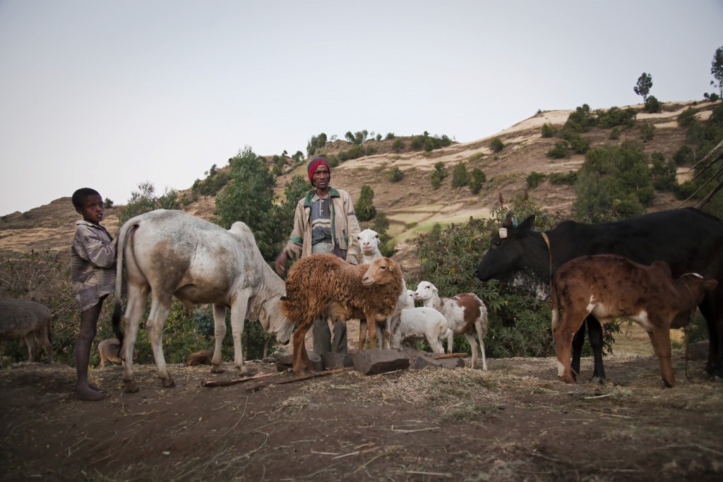  visit-ethiopia-goats-cows